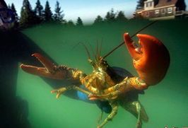 盤點動物世界中的 僵尸 冰凍木蛙能活4周