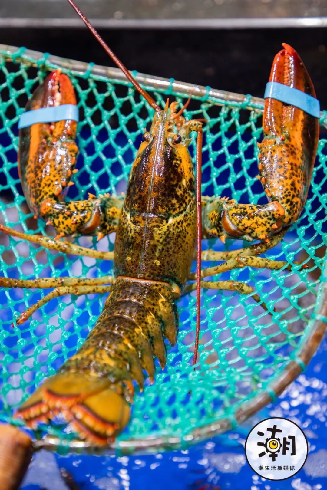 2020成都年貨大集 不出蓉城，嘗遍全球海鮮年味